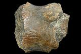 Fossil Ankylosaur Phalange - Aguja Formation, Texas #116635-1
